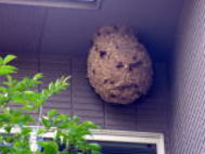 軒下のスズメバチの巣