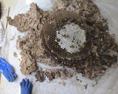 スズメバチの巣の解体