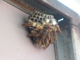 アシナガ蜂の巣８月ごろ